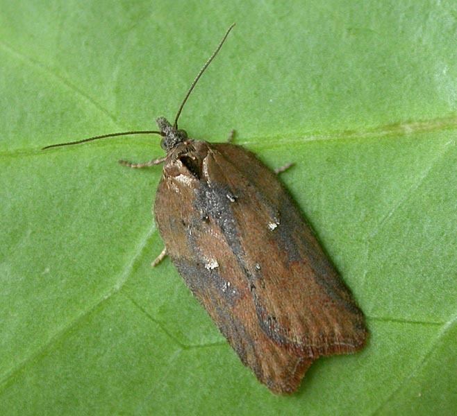 Acleris hastiana - Alchetron, The Free Social Encyclopedia