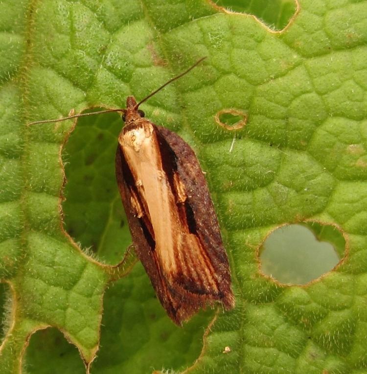 Acleris hastiana - Alchetron, The Free Social Encyclopedia