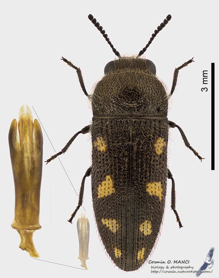 Acmaeodera Insects around Romania and not only Acmaeodera Palaeotethya