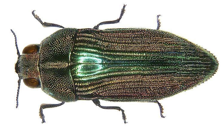 Acmaeodera Acmaeodera Wikiwand