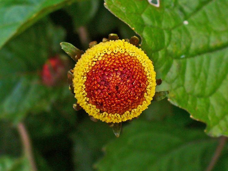 Acmella Acmella oleracea Eyeball Plant