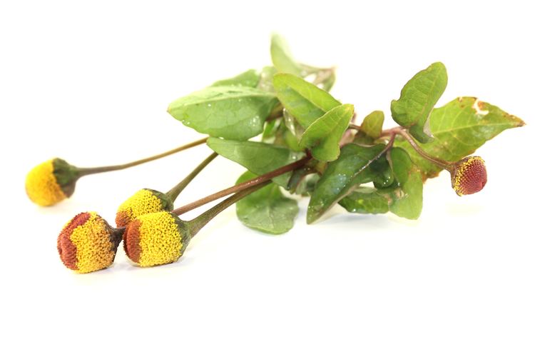 Acmella Spilanthes Acmella Flower Extract and Skin Care OROGOLD Reviews