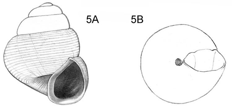 Acmella (gastropod)