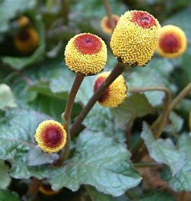 Acmella oleracea 1bpblogspotcomHAdpmx5uJ54Tg5CvPUhhRIAAAAAAA
