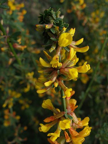 Acmispon common deerweed Acmispon glaber iNaturalistorg