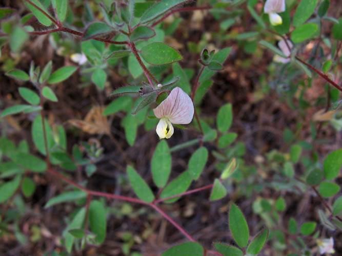 Acmispon FileAcmispon americanus NPS1jpg Wikimedia Commons