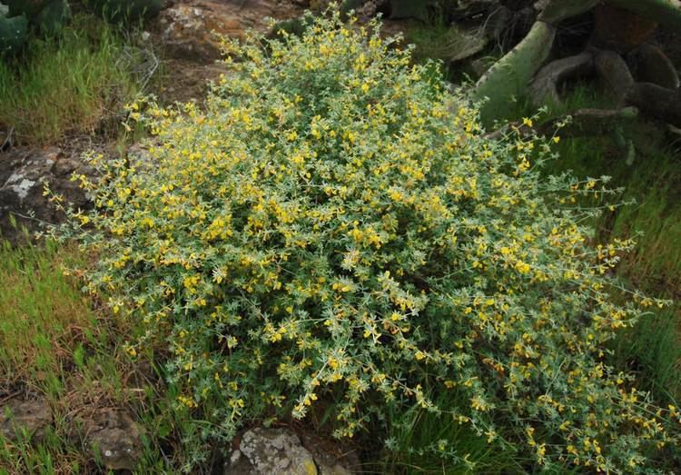 Acmispon glaber Deer Weed Native Plants CSU Channel Islands