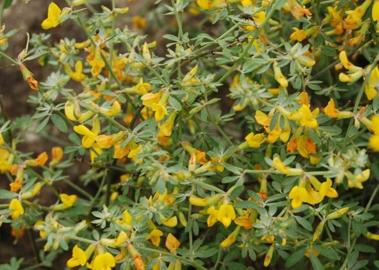 Acmispon glaber Deer Weed Native Plants CSU Channel Islands