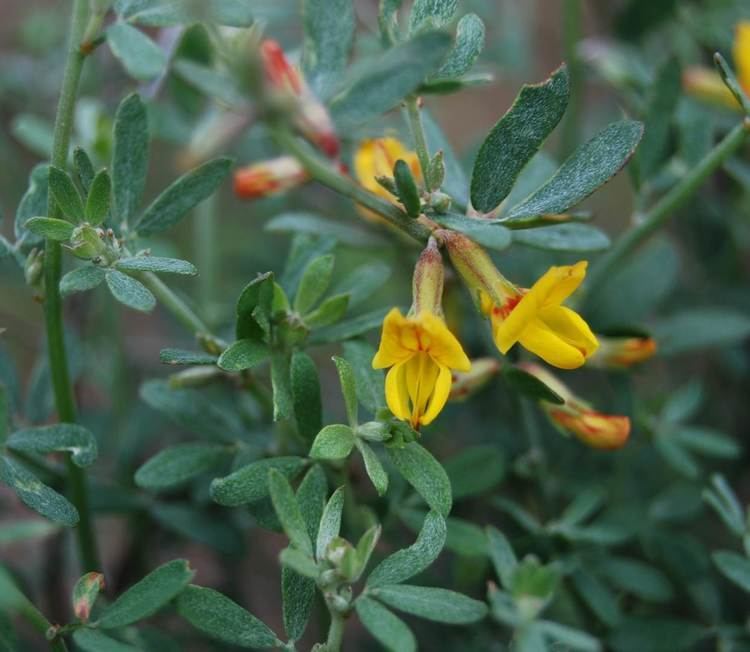 Acmispon glaber Deer Weed Native Plants CSU Channel Islands