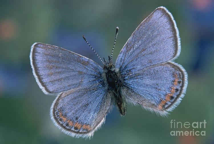 Acmon blue Acmon Blue Butterfly Plebejus Acmon Photograph by Kjell B Sandved