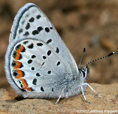 Acmon blue Acmon Blue Plebejus acmon