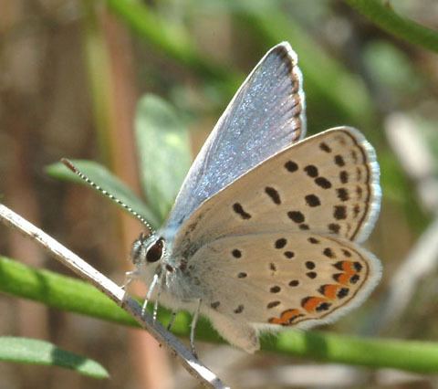 Acmon blue Acmon Blue Plebejus acmon