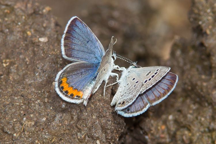 Acmon blue Acmon Blue Plebejus acmon