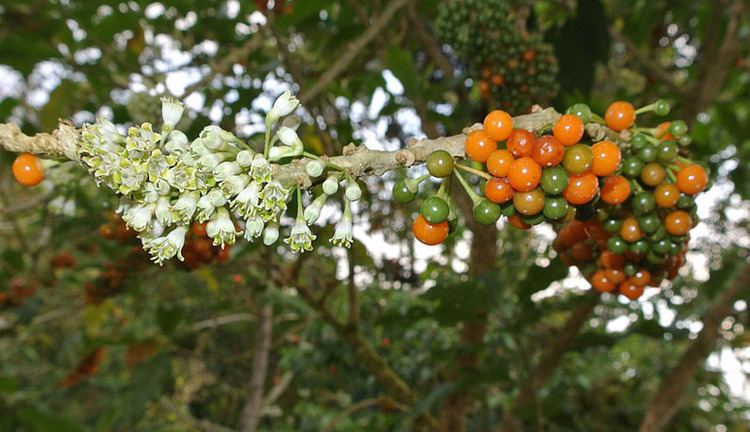 Acnistus arborescens Acnistus arborescens Images Useful Tropical Plants