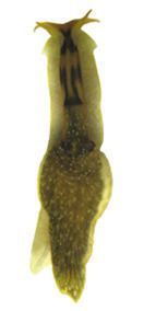 Acochlidium fijiiensis