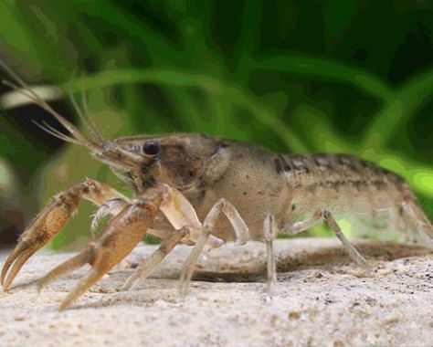 Acocil Crayfish Cambarellus Montezumae photo