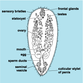 Acoela Catalogue of Organisms August 2007