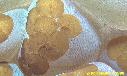 Acoela Marine Flatworms of the World Photo 106 Waminoa sp Acoela