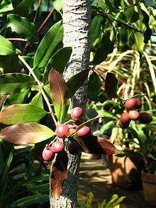 Acokanthera oblongifolia httpsuploadwikimediaorgwikipediacommonsthu