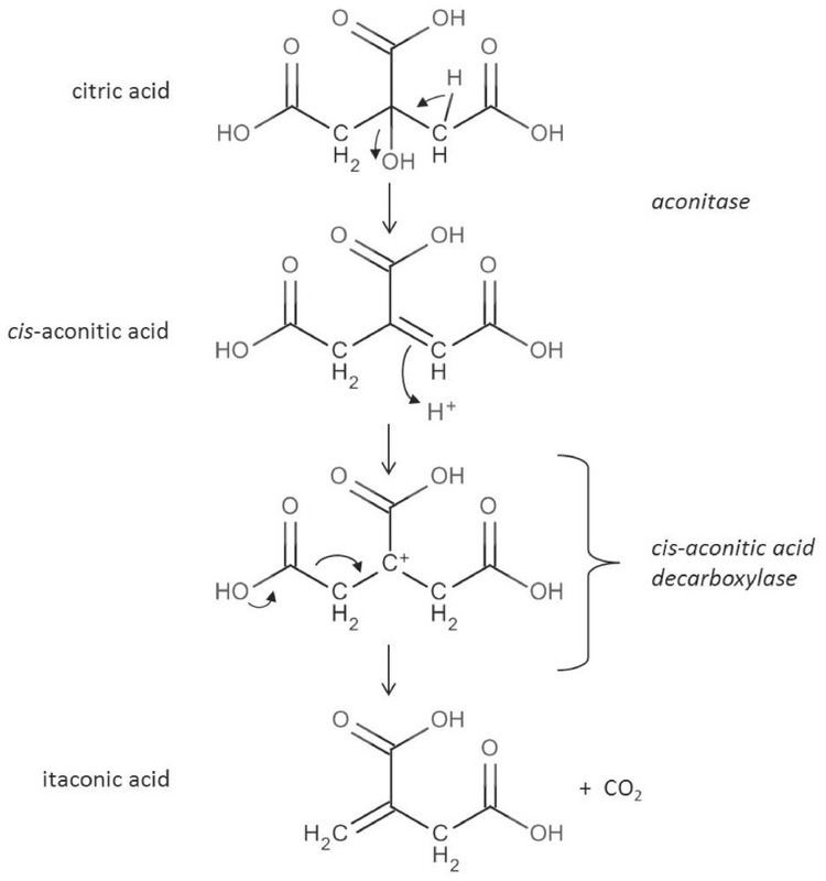 Aconitic acid In the citric acid cycle cisaconitic acid is formed as an