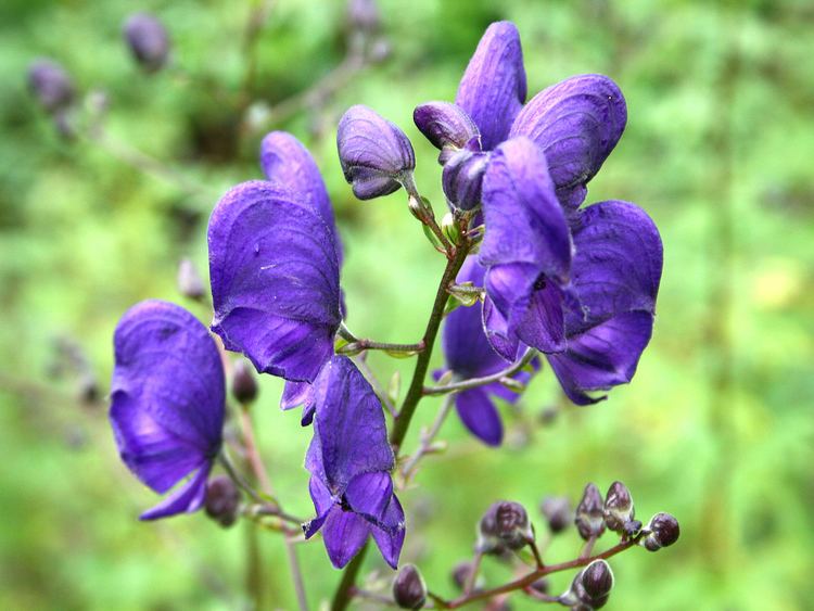 Aconitum 1000 images about Aconitum on Pinterest Fall flowers Sun and Devil