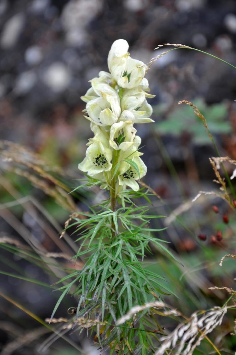 Aconitum anthora FileAconitum anthora Anthora Healing Wolfsbane JPG