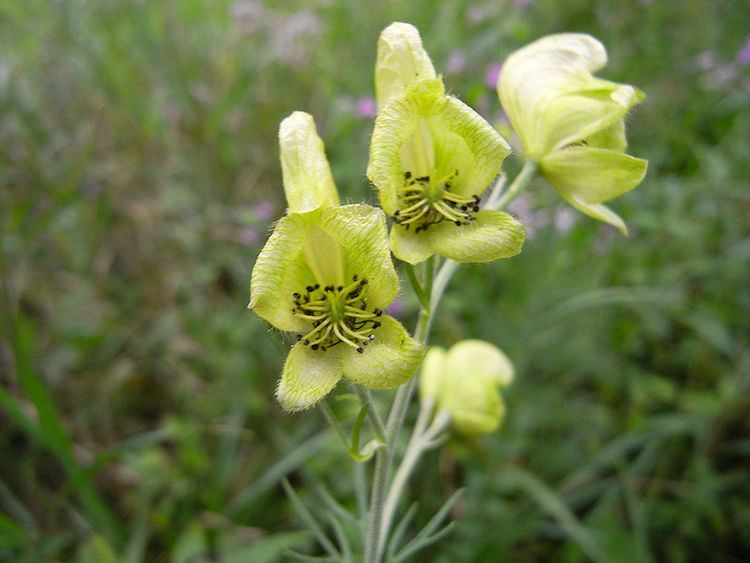 Aconitum anthora Aconitum anthora Hortipedia