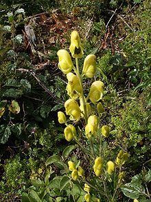 Aconitum anthora httpsuploadwikimediaorgwikipediacommonsthu