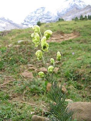 Aconitum anthora GiftEisenhut Wikipedia