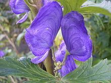 Aconitum carmichaelii httpsuploadwikimediaorgwikipediacommonsthu