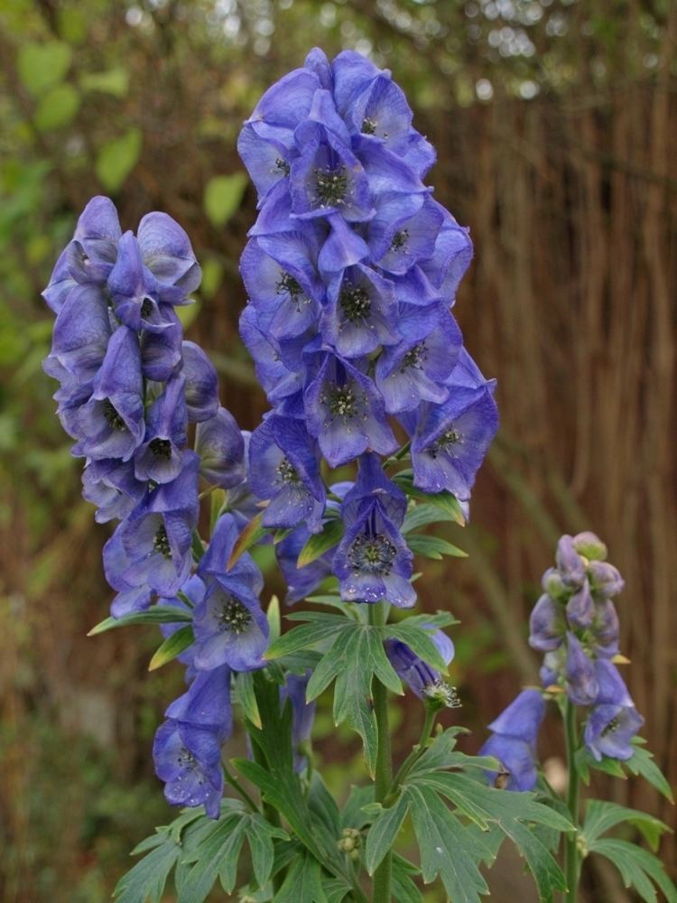 Aconitum carmichaelii Aconitum carmichaelii 39arendsii39 AUTUMN MONKSHOOD Hill Farm Nursery