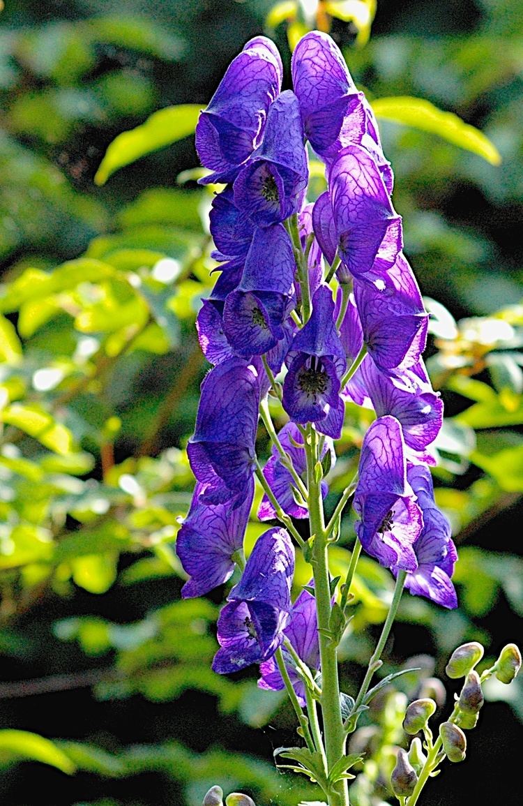 Aconitum carmichaelii Issue 48 Article 11 Front Cover Plant Profile Aconitum