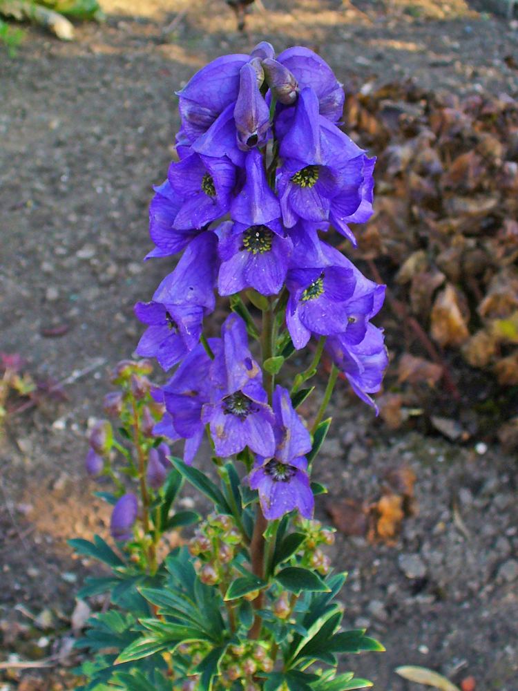 Aconitum carmichaelii FileAconitum carmichaelii var wilsonii 002JPG Wikimedia Commons