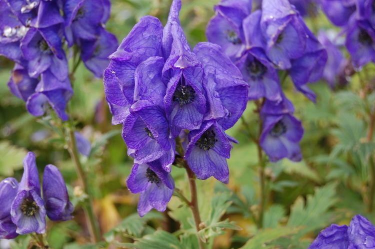 Aconitum carmichaelii Aconitum carmichaelii 39Kelmscott39 landscape architect39s pages