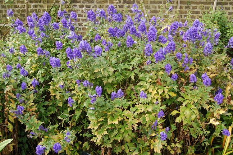 Aconitum carmichaelii Aconitum carmichaelii 39Kelmscott39 landscape architect39s pages