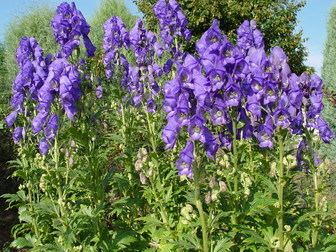 Aconitum carmichaelii Accession Number 0319401 Aconitum carmichaelii 39Arendsii39