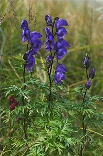 Aconitum ferox Aconitum ferox seed ZHONG WEI Horticultural Products CompanyTOP