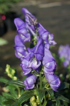 Aconitum fischeri Aconitum fischeri Monkshood from Hoffie Nursery