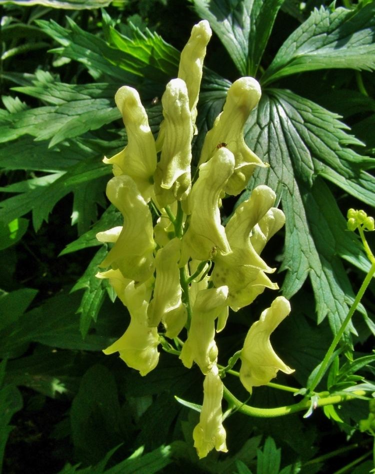 Aconitum lycoctonum's close up shot