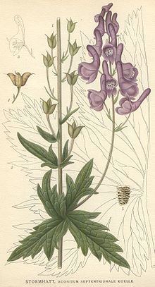 Portrait of Aconitum lycoctonum