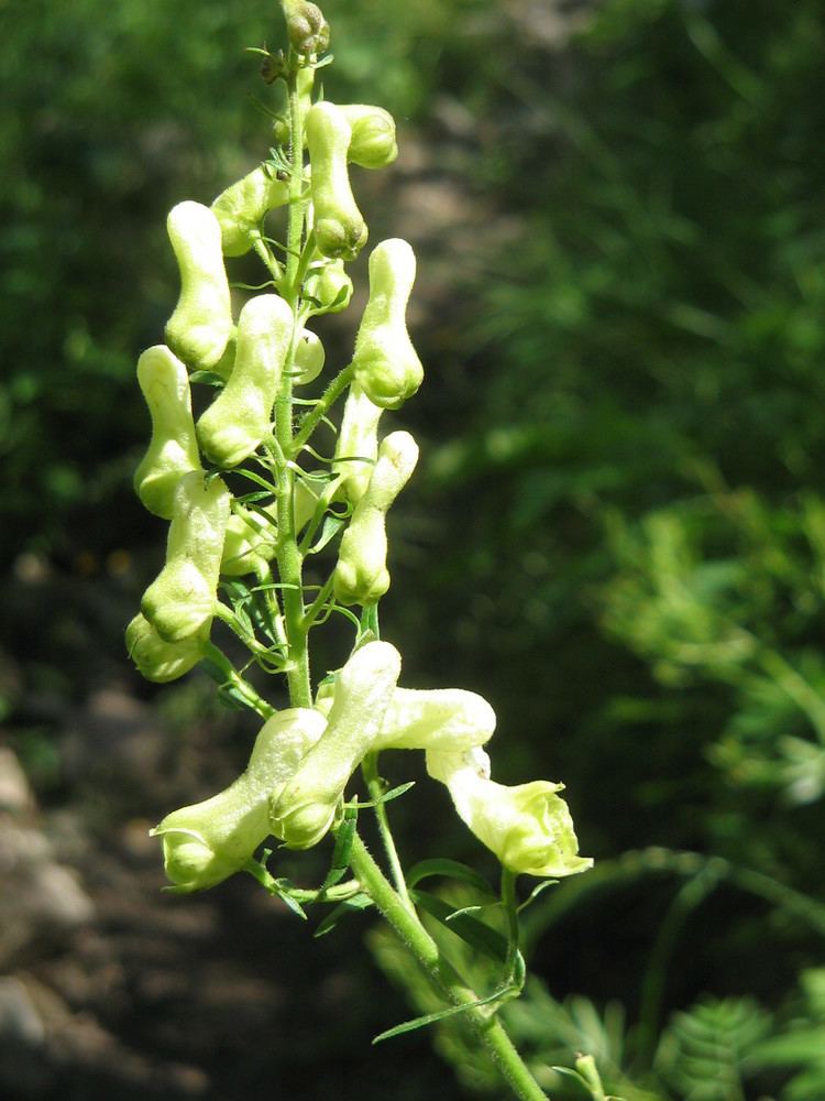 Aconitum lycoctonum