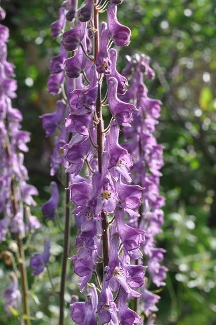 Violet Aconitum lycoctonum