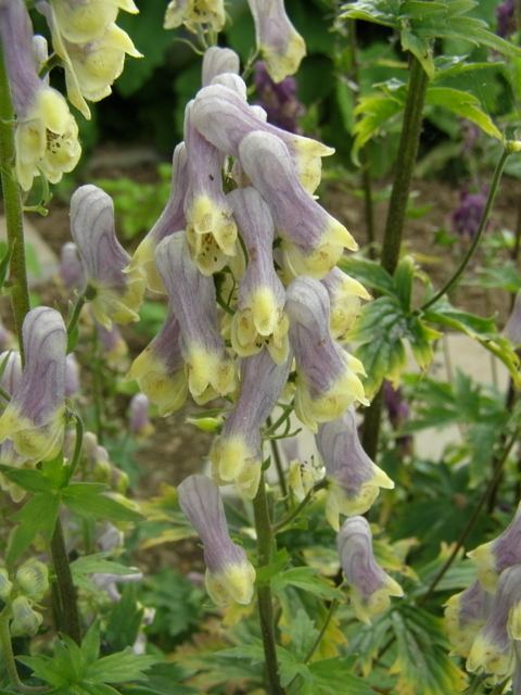 Yellow-violet Aconitum lycoctonum