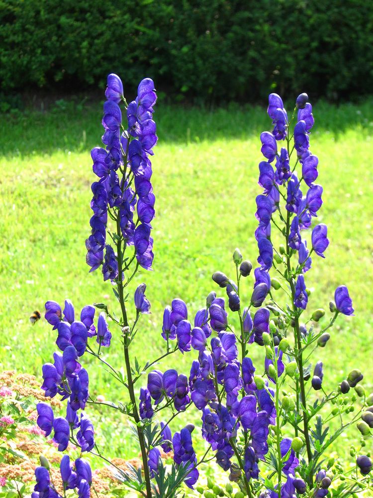 Aconitum napellus FileAconitum napellus inflorescence 01JPG Wikimedia Commons