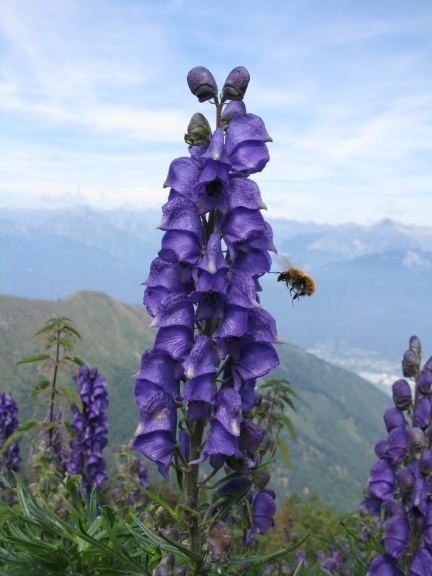 Aconitum napellus Aconitum napellus Hortipedia