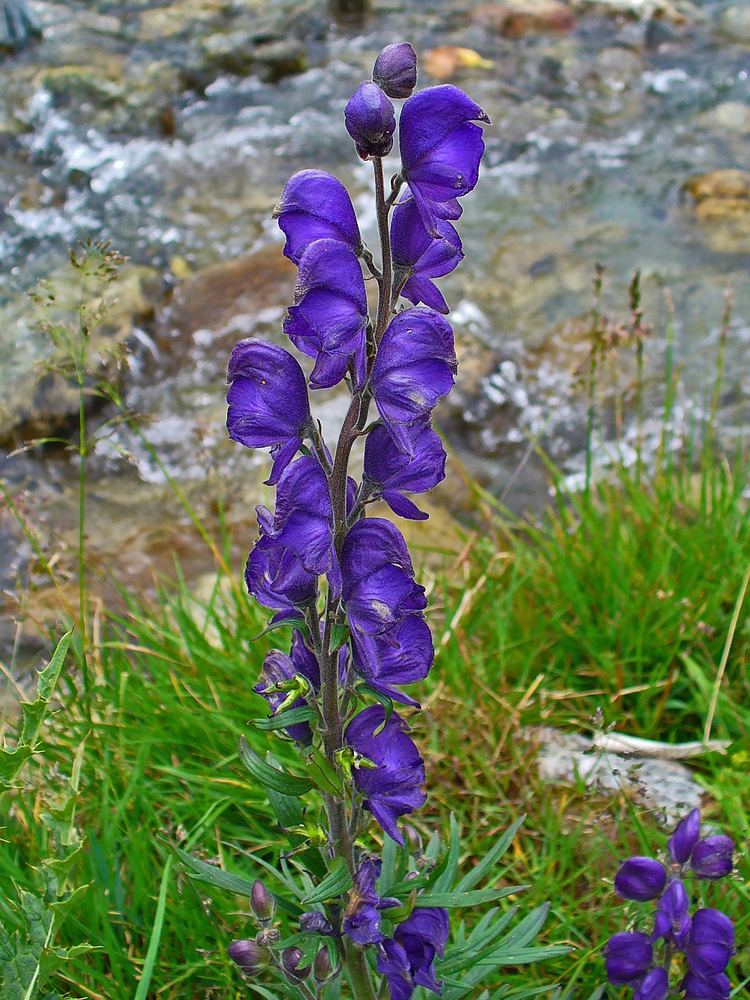 Aconitum napellus Aconitum napellus Wikipedie