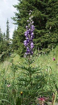 Aconitum napellus httpsuploadwikimediaorgwikipediacommonsthu