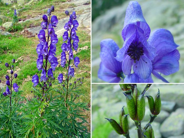 Aconitum napellus Aconitum napellus L subsp vulgare Rouy et Fouc