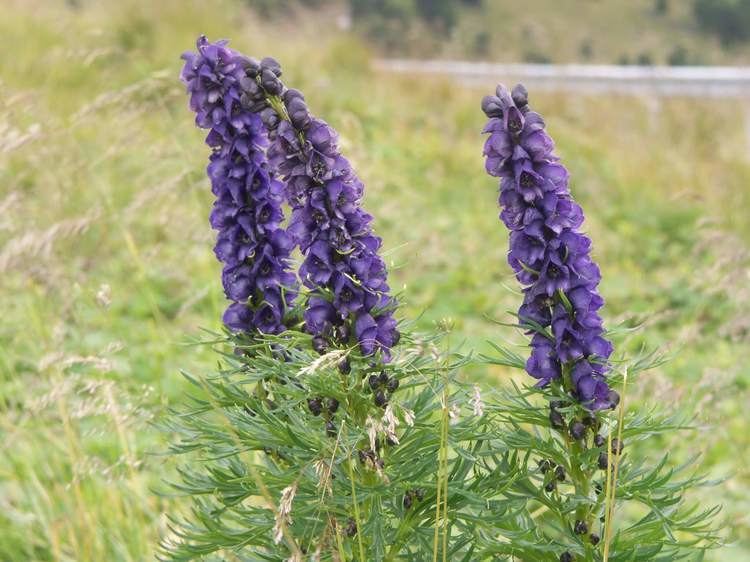 Aconitum napellus ACONITUM NAPELLUS I LOVE HOMEOPATHY