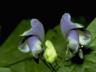 Aconitum noveboracense Aconitum noveboracense Northern blue monkshood NPIN